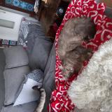 Picture of cat lost at Bordeaux