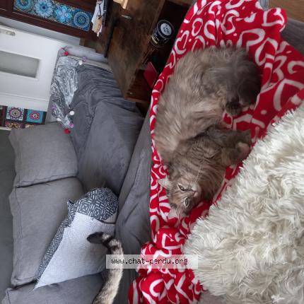 Photo 1/1 Cat reunited Lost in Bordeaux