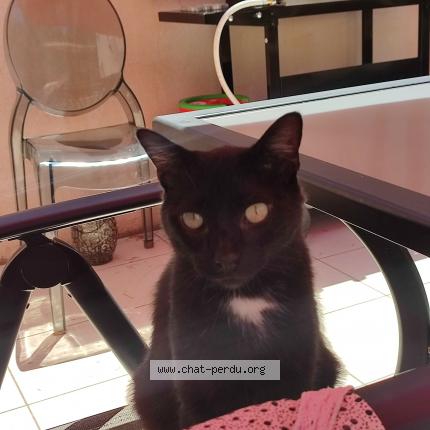 Photo 1/1 Reunited cat Lost in La Couronne
