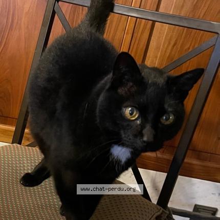 Foto 1/1 Wiedergefundene Katze Verloren in La Croix Sur Lutry