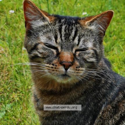 Photo 1/1 Cat reunited Lost in Bois guillaume