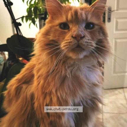 Photo 1/1 Reunited cat Lost in Roquebrune Sur Argens