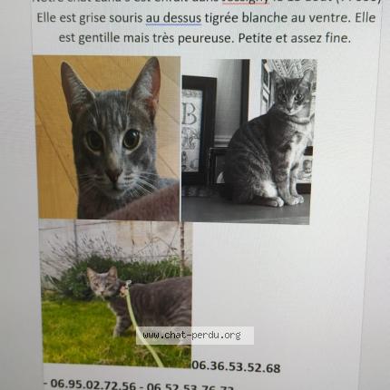 Photo 1/1 Luna Chat lost in Jossigny