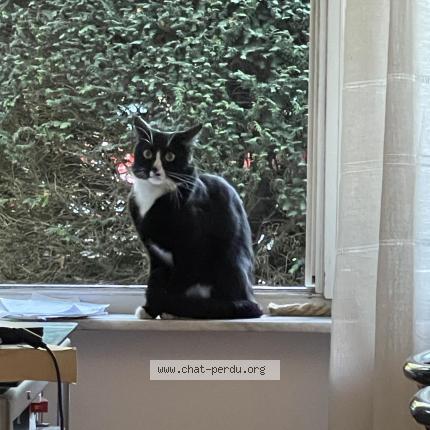 Foto 1/1 Kat teruggevonden Gevonden in Uccle