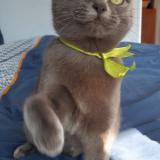 Picture of cat lost at La Roche Clermault