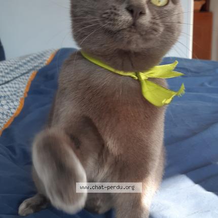 Photo 1/1 Kiara Chat lost in La roche clermault