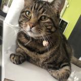 Picture of cat lost at Halluin