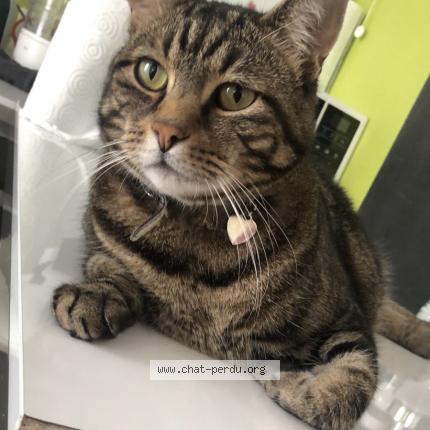 Photo 1/2 Katous Chat lost in Halluin