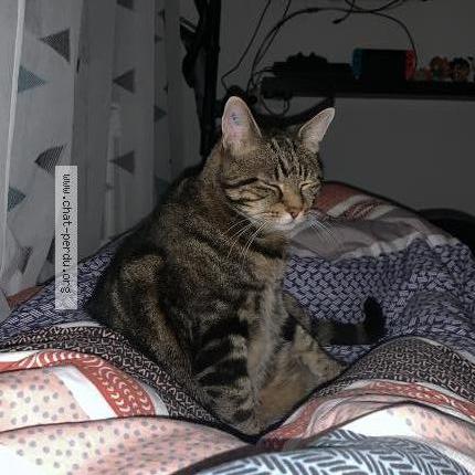 Photo 2/2 Katous Chat lost in Halluin