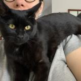 Picture of cat lost at Montreal