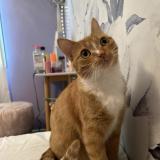 Lost cats red deer sales