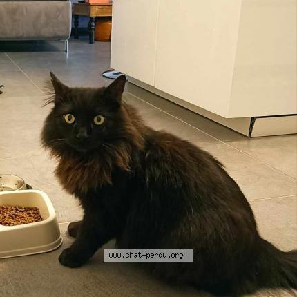 Photo 1/1 Cachou Chat lost in Gurgy