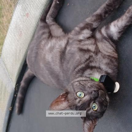 Photo 1/1 Swifer Chat lost in Nonville