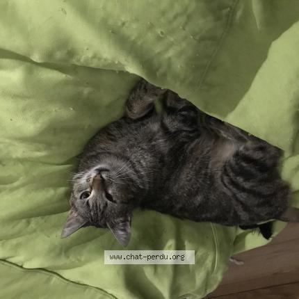 Photo 1/1 Bonnie Chat lost in Landeda