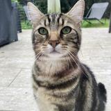 Picture of cat lost at Lisses