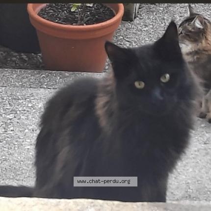 Foto 1/1 Wiedergefundene Katze Verloren in La Chaux De De Fonds