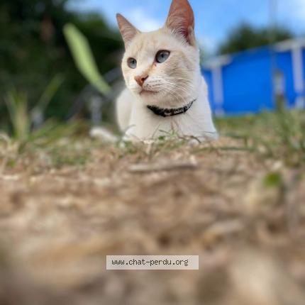 Photo 1/1 Alaska Chat lost in Bruay la buissiere