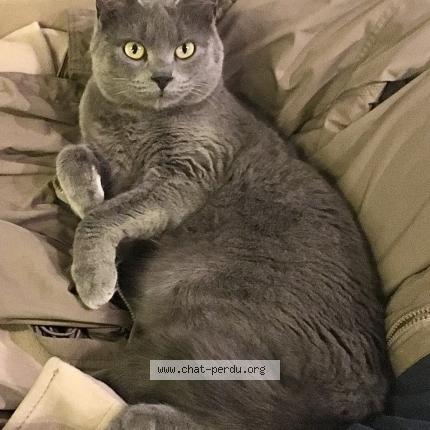 Photo 1/1 Suki Chat lost in Bercheres sur vesgre