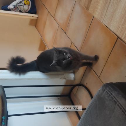 Photo 1/1 Reunited cat Lost in Marignane