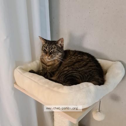 Foto 1/1 Wiedergefundene Katze Verloren in Chatelaine