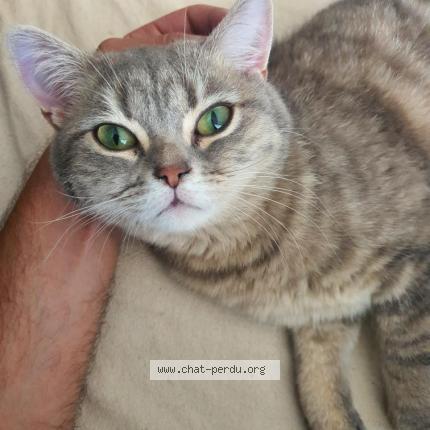 Foto 1/1 Kat teruggevonden Vermist in Machelen Bt