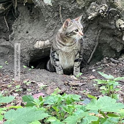 Photo 1/4 Cat reunited Lost in Elancourt