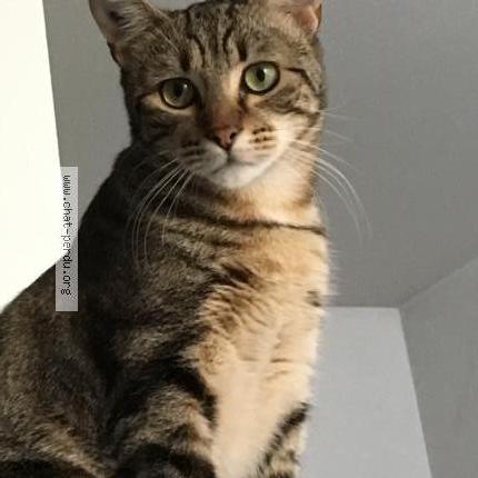 Photo 2/4 Cat reunited Lost in Elancourt