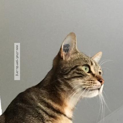 Photo 4/4 Cat reunited Lost in Elancourt