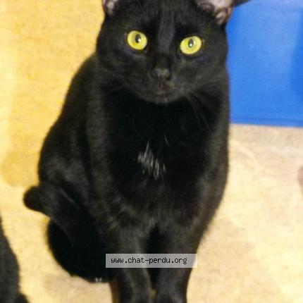 Photo 1/1 Loulou Chat lost in Peyraud