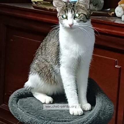 Foto 1/1 Kat teruggevonden Vermist in Liege