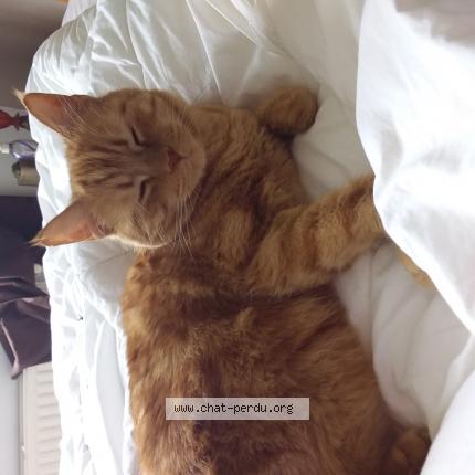 Photo 1/1 Reunited cat Lost in Gardanne