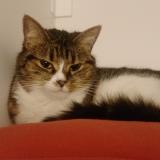 Picture of cat lost at Chatel Guyon