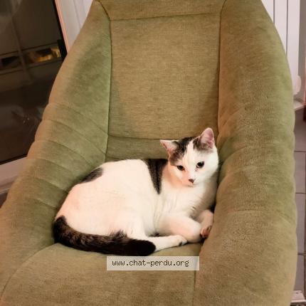 Photo 1/1 Reunited cat Lost in Marseille