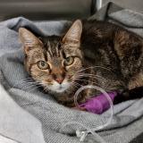 Picture of cat lost at Saint Eutrope De Born