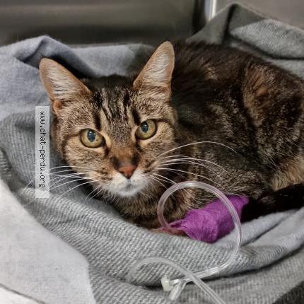 Photo 1/2 Padm&eacute; Chat lost in Saint eutrope de born