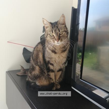 Photo 2/2 Padmé Chat lost in Saint eutrope de born