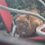 Picture of cat lost at Rennes