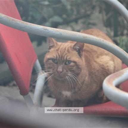 Photo 1/1 Hagrid Chat lost in Rennes