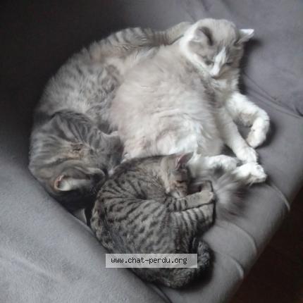 Photo 1/1 chisana tora Chat lost in Bannalec