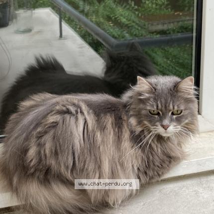Photo 1/1 Reunited cat Lost in Nice