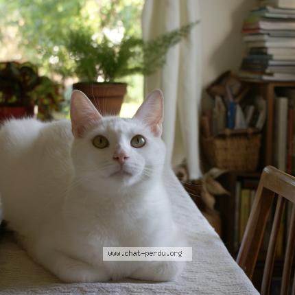 Photo 1/1 Coconut Cat lost in Lyster