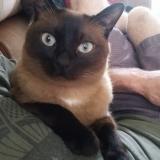 Picture of cat lost at Blainville