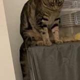 Picture of cat lost at Granby