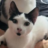 Picture of cat lost at Plaisance Du Touch