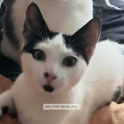 Photo 1/1 Ulysse Chat lost in Plaisance du touch