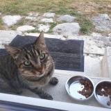 Picture of cat found at Sait Augustin