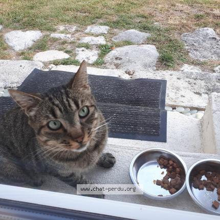 Photo 1/1 Cat reunited Found in Sait augustin