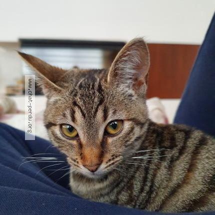 Foto van vermiste kat in Zemst