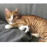 Picture of cat lost at Jonchery Sur Vesle