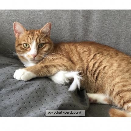 Photo 1/1 TOMY Chat lost in Jonchery sur vesle